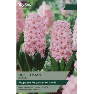 Hyacinth Pink Elephant 15-16 Garden 